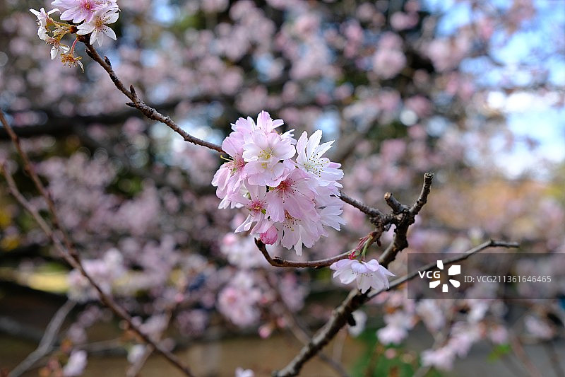 樱花日本，粉红色樱花在春天的特写，新宿，东京，日本图片素材
