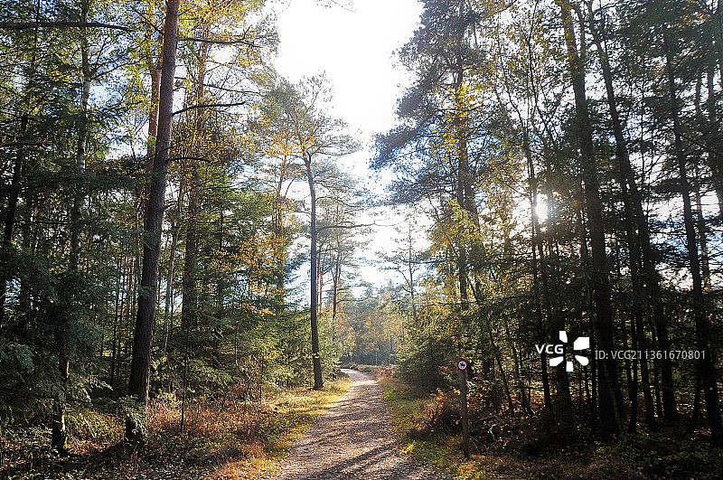 秋天里生长在荷兰利乌斯登森林中的树木图片素材