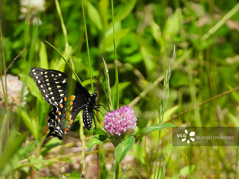 《蝴蝶的生命II》，蝴蝶在紫色花朵上传粉的特写图片素材