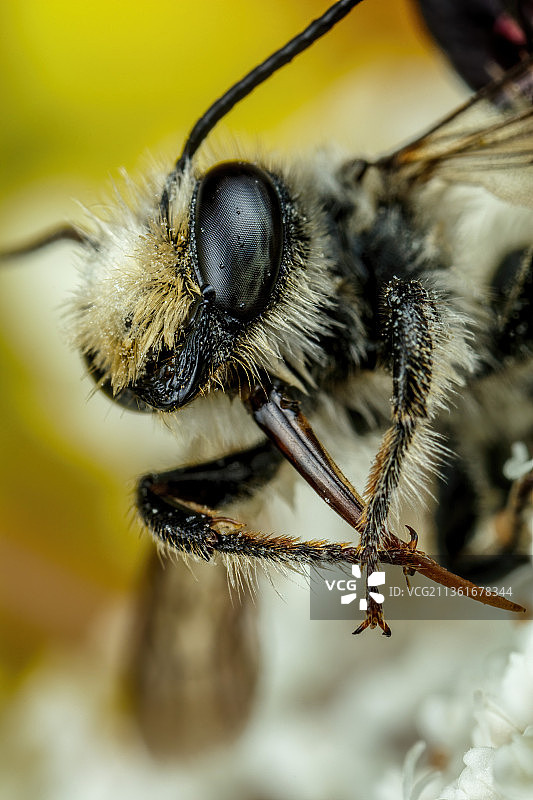 切叶机维护，蜜蜂在叶子上的特写，拉丁省，意大利图片素材
