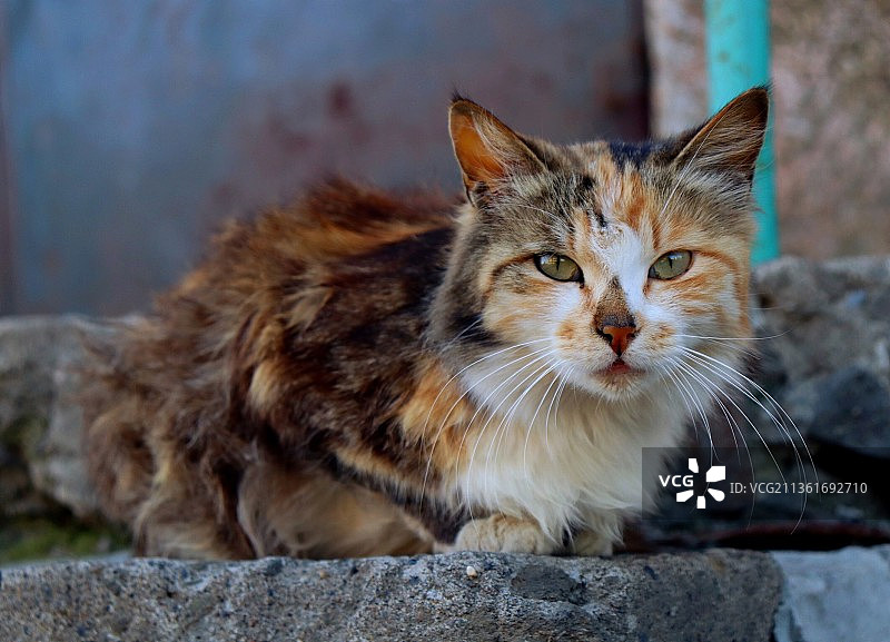 特写的猫坐在户外，俄罗斯图片素材
