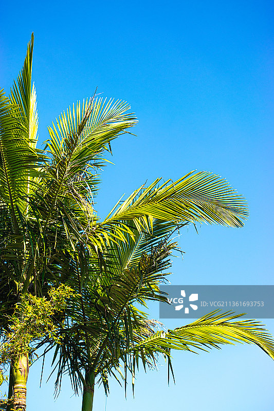 低角度的棕榈树反对清晰的蓝天图片素材
