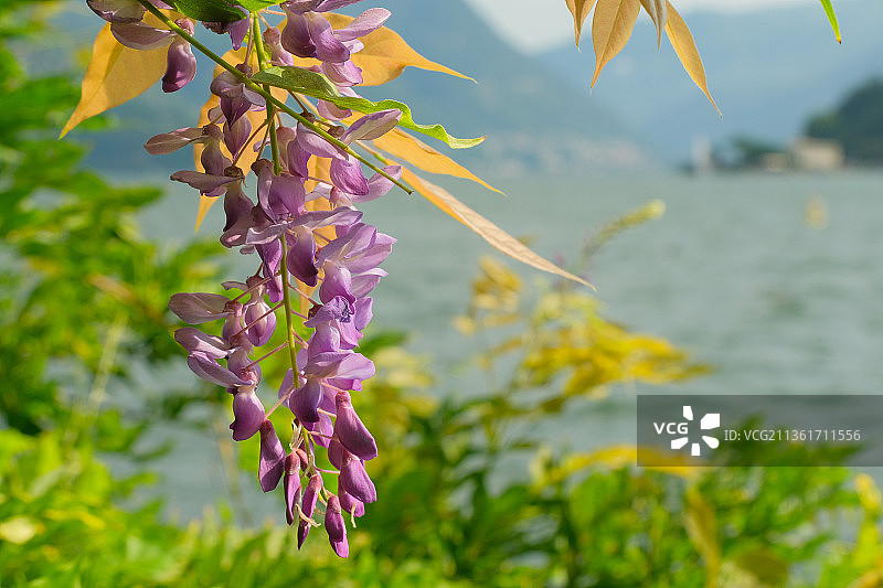 紫藤花，紫色开花植物的特写对模糊的背景，科莫，意大利图片素材