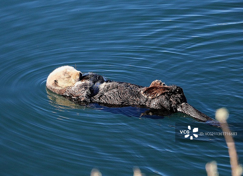 睡水獭，鸟在湖中游泳的高角度视图，莫罗湾，加利福尼亚，美国图片素材