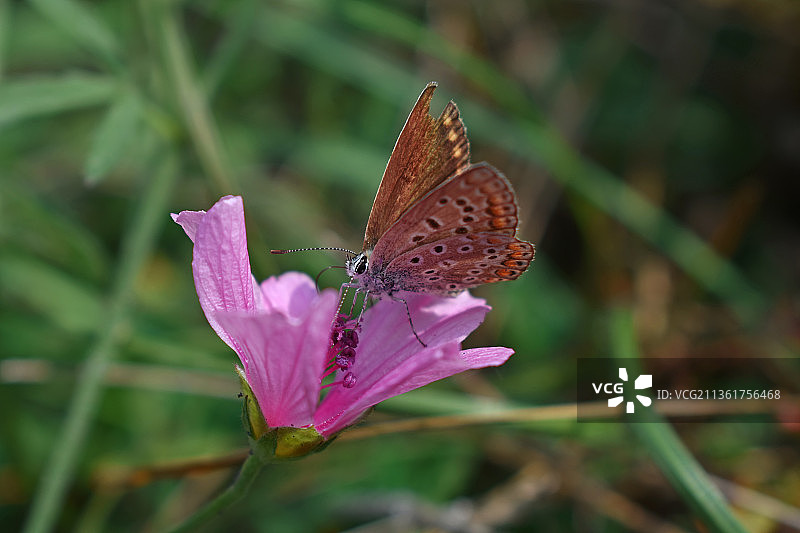 粉色花朵上的蝴蝶，蝴蝶在紫色花朵上传粉的特写图片素材