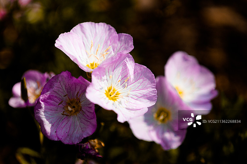 春天的花朵，粉红色开花植物的特写图片素材