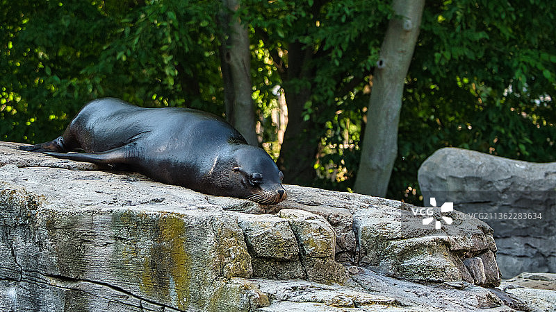 这是海豹在岩石上睡觉的特写镜头图片素材