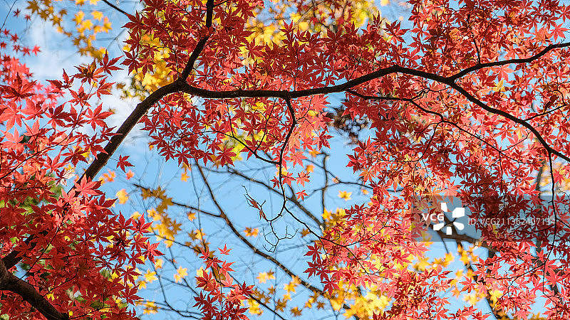 秋天的枫叶，色彩鲜艳，日本图片素材