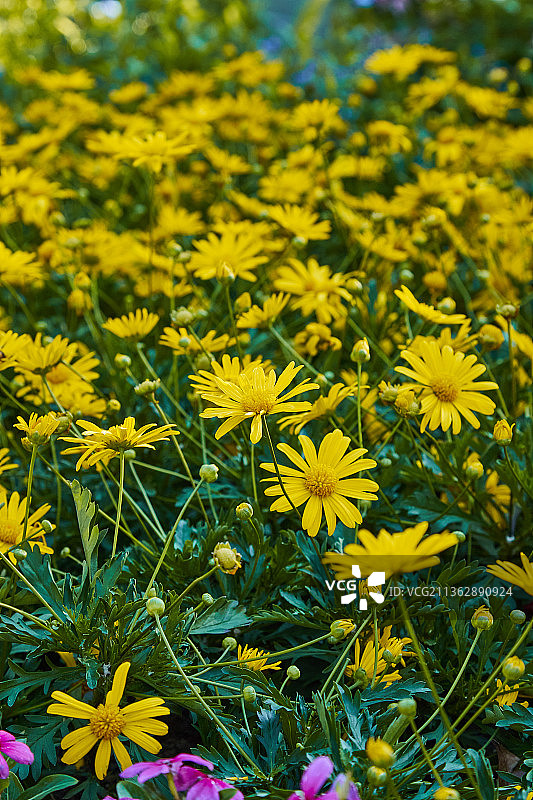 公园里盛开的一片黄色的鲜花黄金菊图片素材