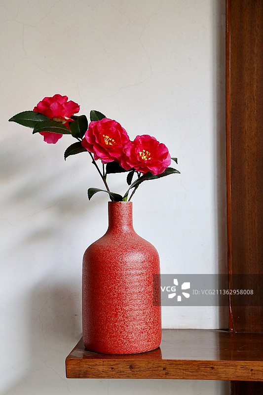 花瓶里的红色茶花图片素材