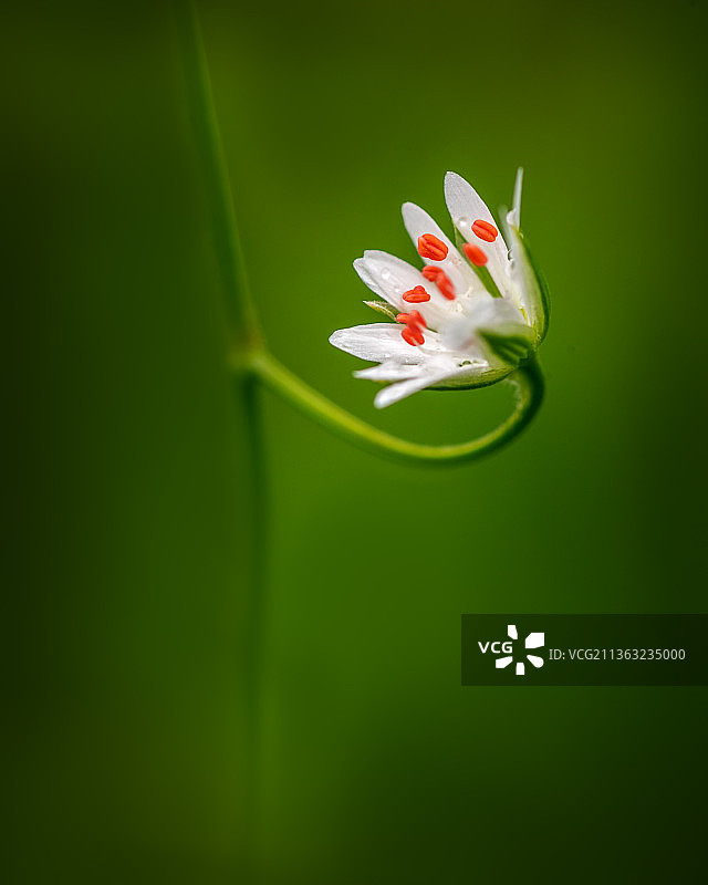 白色开花植物的特写，加拿大图片素材