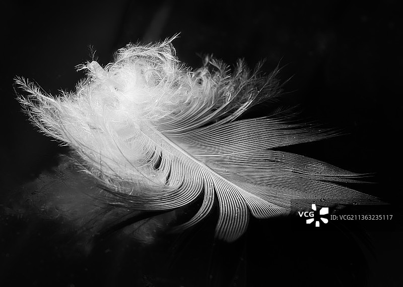 特写的羽毛对黑色背景，加拿大图片素材