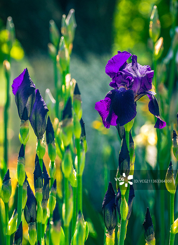 夏天盛开的花朵，乌克兰，Tetiiv，紫色开花植物的特写图片素材