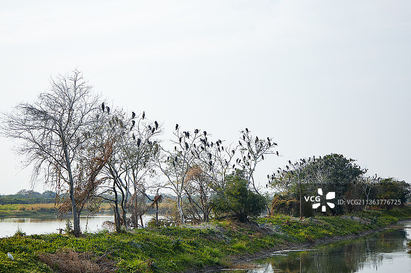 米浦自然保护区 树枝 翠鸟图片素材