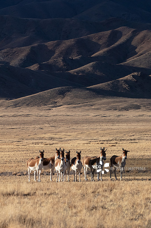 中国西藏阿里地区改则县羌塘草原上的藏野驴图片素材