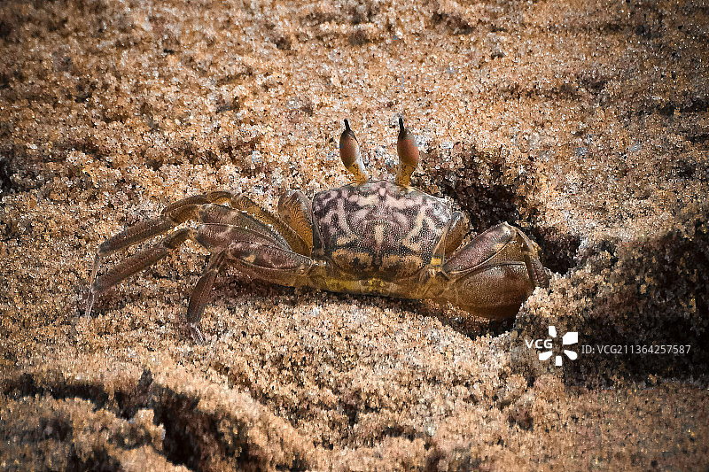印度普里海滩，一只螃蟹从沙子里露出来的特写镜头图片素材