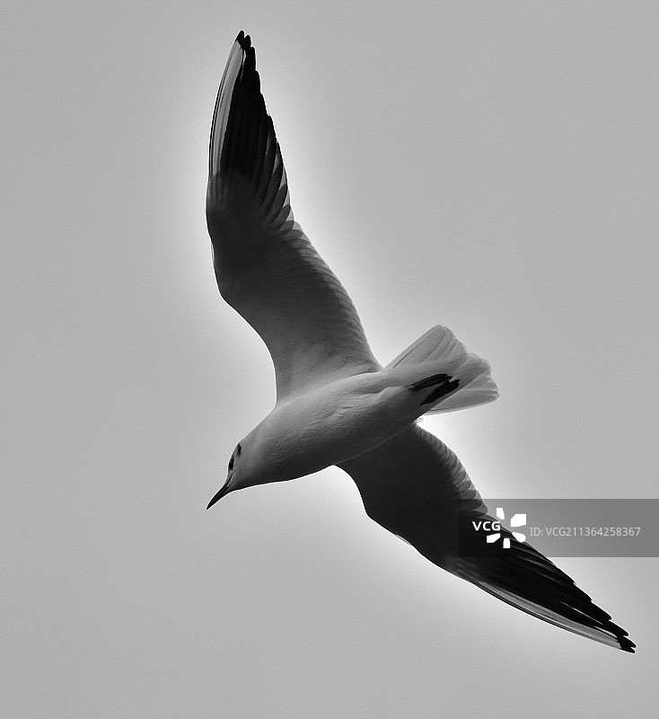 黑色头部Gul在飞行，低角度看海鸥飞行对晴朗的天空图片素材
