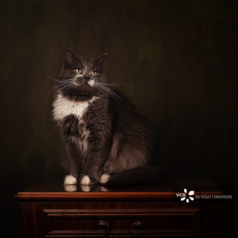 猫在一个黑暗，猫坐在凳子上的肖像对黑色的背景图片素材