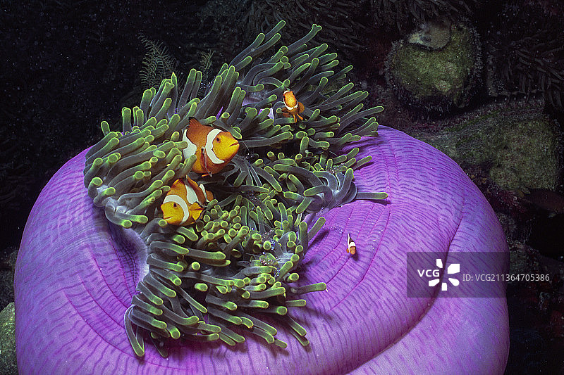 小丑海葵鱼在华丽的海葵图片素材