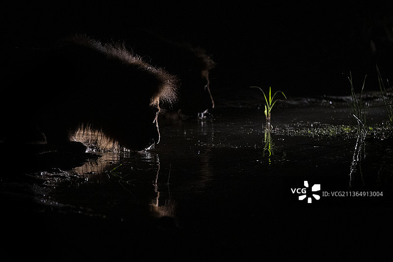 一只雄性狮子，美洲豹，在夜晚的聚光灯下蹲下来喝水图片素材