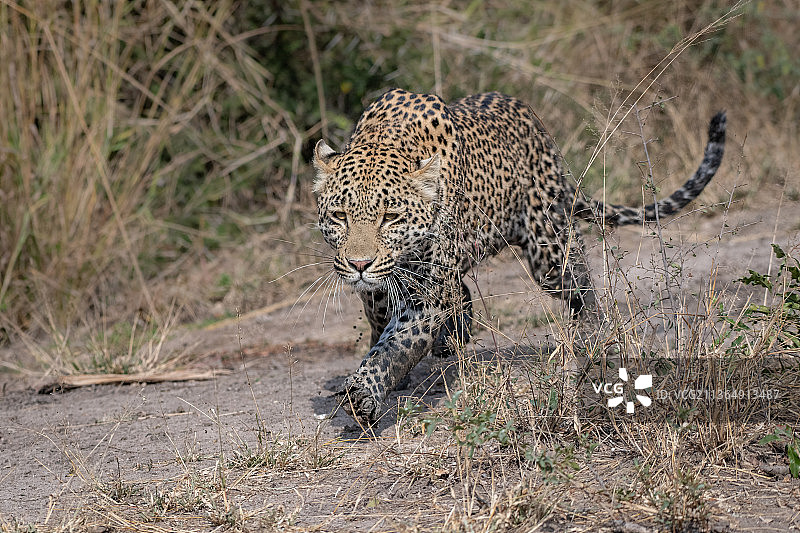 南非，隆多罗齐野生动物保护区，一只美洲豹，用泥泞的腿在猎食图片素材