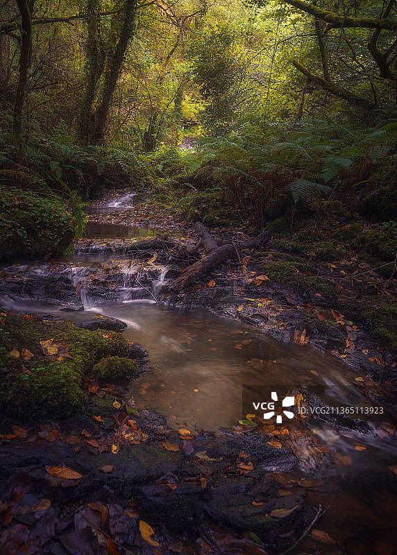 西班牙加利西亚，森林中的溪流风景如画图片素材