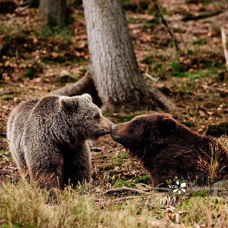 一只食肉熊进入冬眠，早春和棕色图片素材