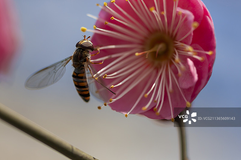 梅花与蜜蜂图片素材