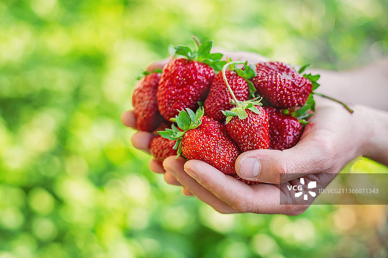 农夫手中的草莓在花园里选择性的集中图片素材