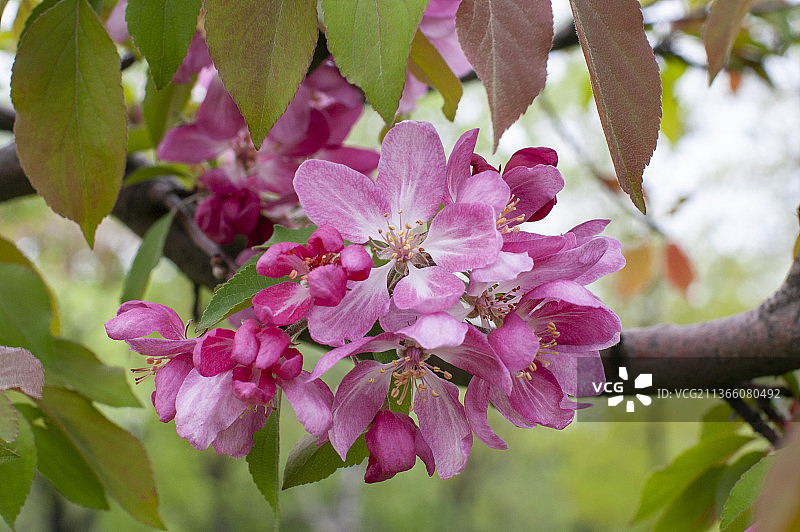 盛开的苹果Makamik，粉红色樱花的特写，乌克兰图片素材