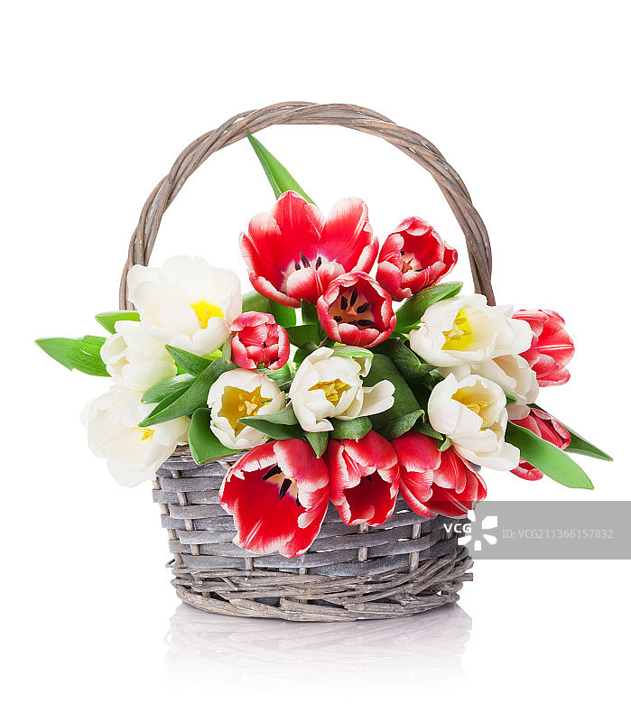 彩色郁金香花束，在白色背景下的花篮的特写图片素材