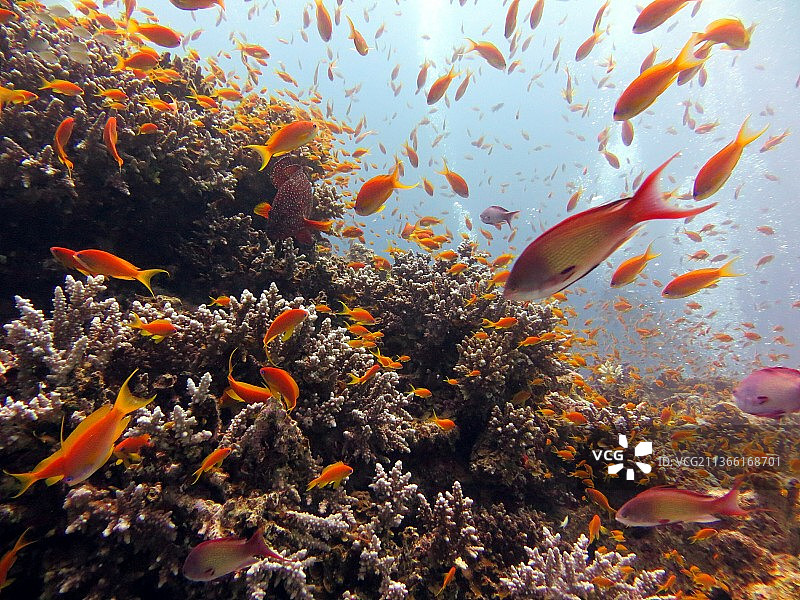 红海里有美丽多彩的鱼和珊瑚图片素材