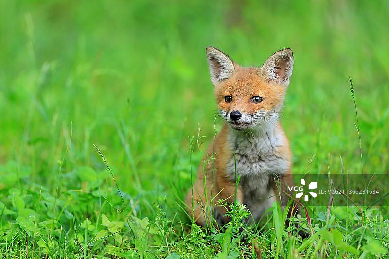 德国，欧洲，巴登-符腾堡，上多瑙河自然公园，希格马林根县，克劳钦维斯，坐在草地上的小赤狐(Vulpes Vulpes)图片素材