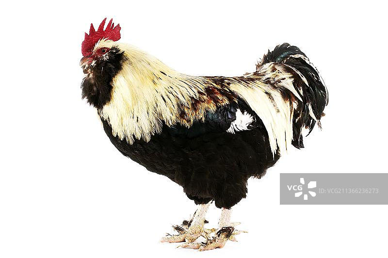 法国鸡叫法维罗勒，白色背景下的小公鸡图片素材