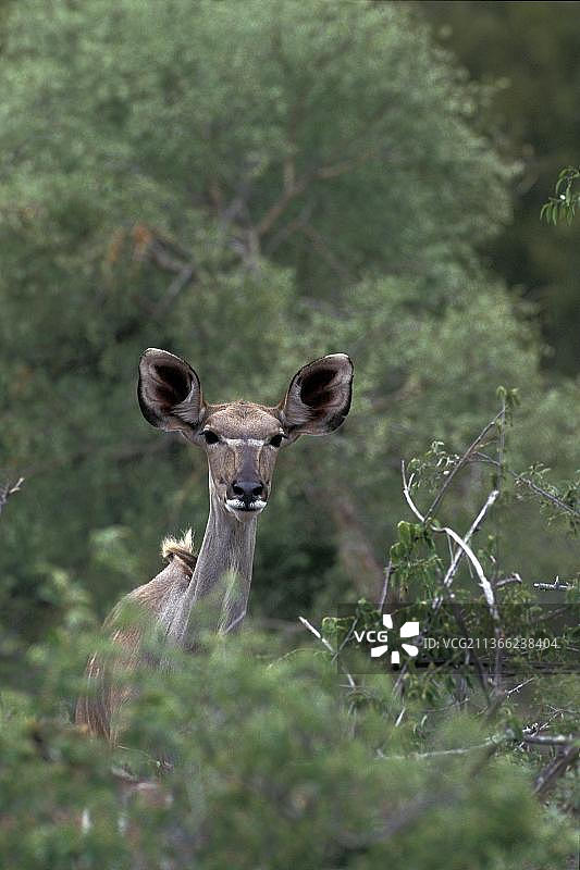 肯尼亚桑布鲁公园，大斑羚，一只雌性斑羚的头正从灌木丛中走出来图片素材