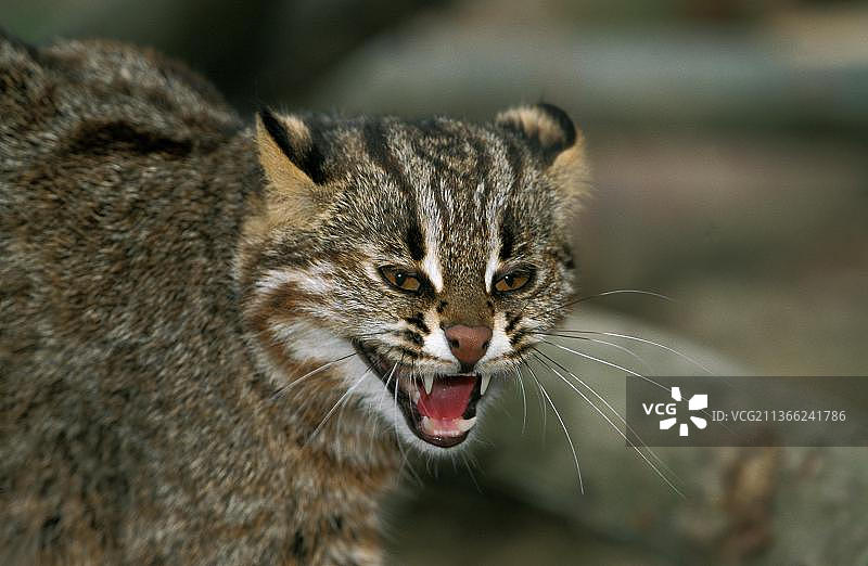 黑龙江豹猫(prionailurus bengalensis)或西伯利亚豹猫euptilura，成人咆哮的肖像图片素材