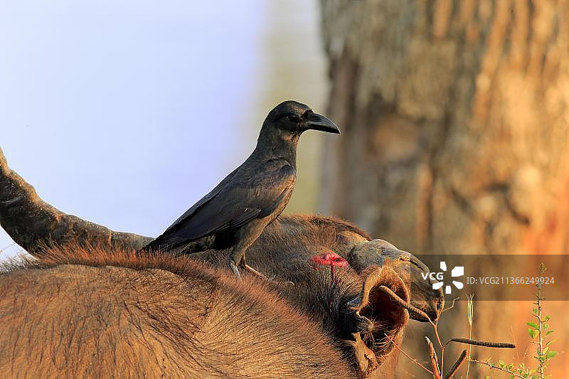 家乌鸦(一串红乌鸦)，成年乌鸦正在吃一头水牛的伤角，本达拉国家公园，斯里兰卡，亚洲图片素材