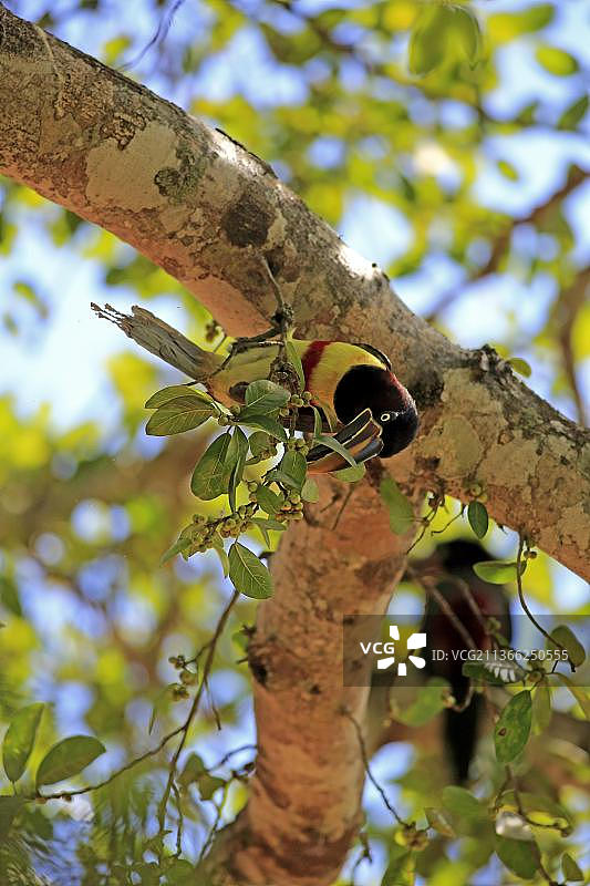 棕耳金刚鹦鹉，成年，潘塔纳尔，马托栗子耳蜘蛛，巴西，南美图片素材