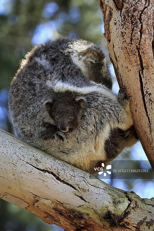 考拉(Phascolarctos cinereus)，成年与幼仔在树上，袋鼠岛，南澳大利亚，澳大利亚，大洋洲图片素材