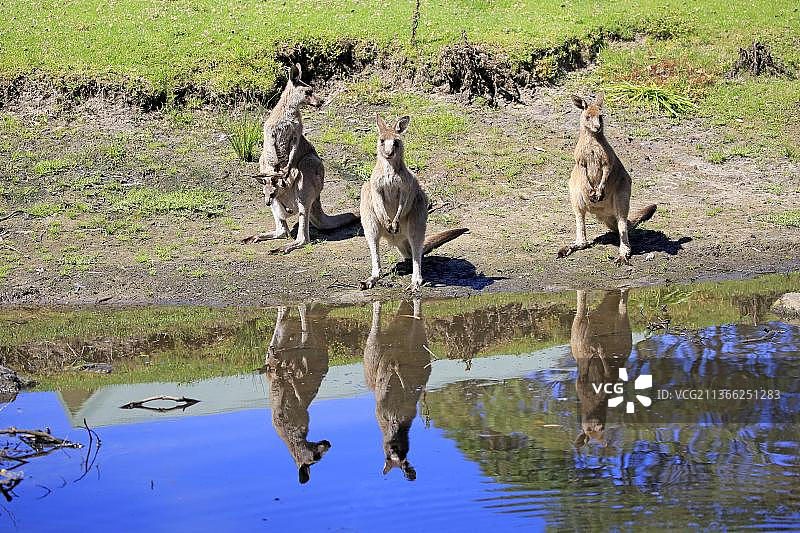 东部灰袋鼠(Macropus giganteus)，成年雌性带着幼仔，幼仔望出育儿袋，群，在水边，美丽海滩，Murramarang国家公园，新南威尔士，澳大利亚，大洋洲图片素材