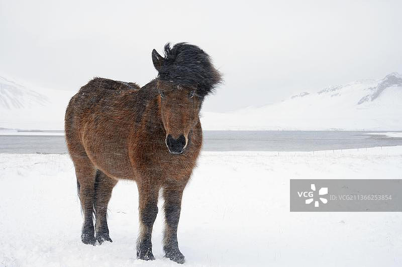 马，冰岛小马，成人，在暴风雪中站在雪上，斯奈费尔斯，Vesturland，冰岛，欧洲图片素材