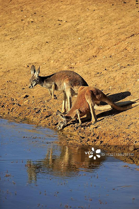 红袋鼠，一对在饮水，斯特国家公园，新南威尔士州，澳大利亚，大洋洲图片素材