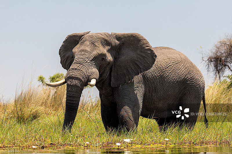 年轻的大象,卡拉斯,纳米比亚图片素材