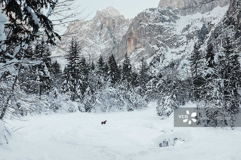 风景如画的雪山，Kranjska Gora，斯洛文尼亚图片素材