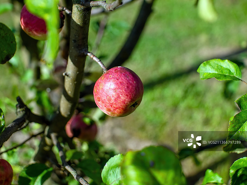 花园里一棵苹果树上的红苹果图片素材