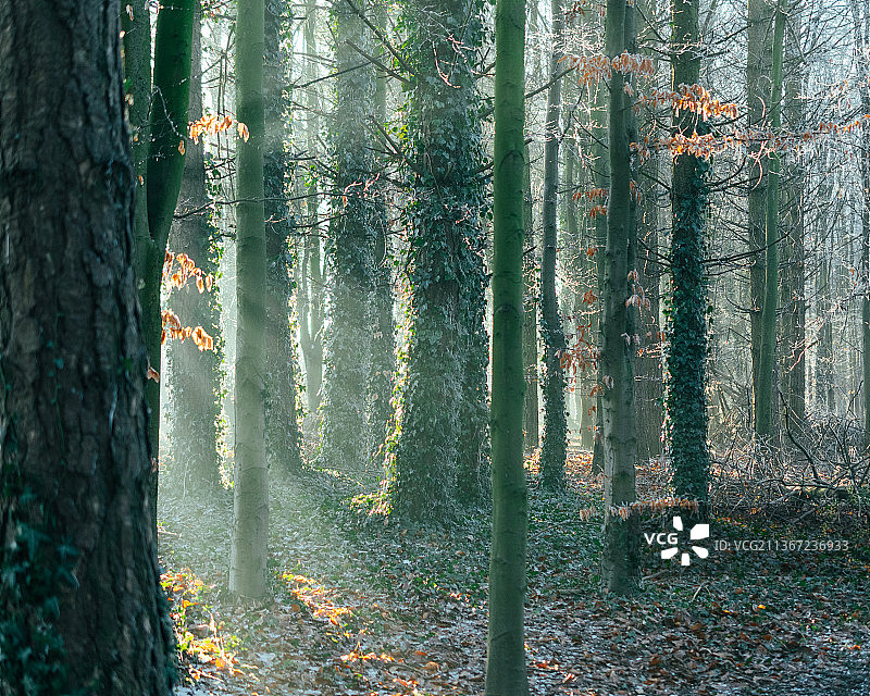 森林里的树，秋天的森林里的树图片素材