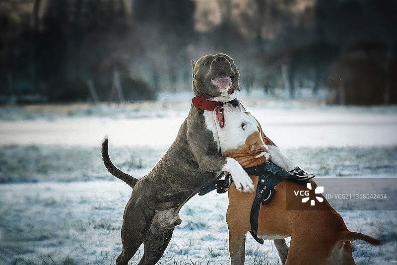 两只狗在雪地上玩耍，俄罗斯图片素材