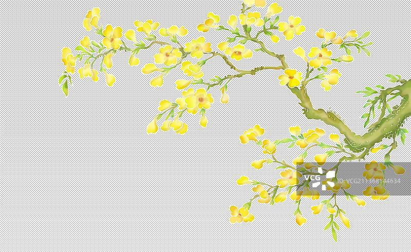 迎春花 立春 春天 黄色花朵 花枝 花朵素材古典风格 工笔风图片素材