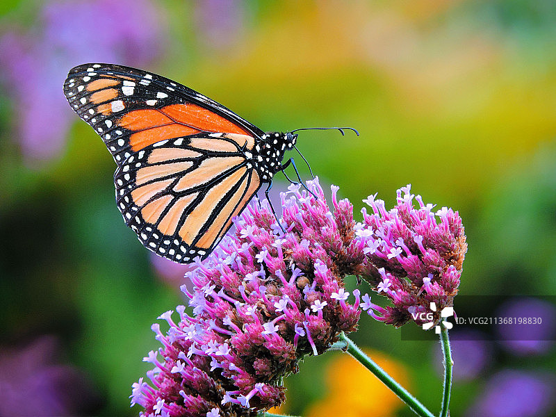 马鞭草上的帝王蝶，紫色花朵上蝴蝶授粉的特写图片素材