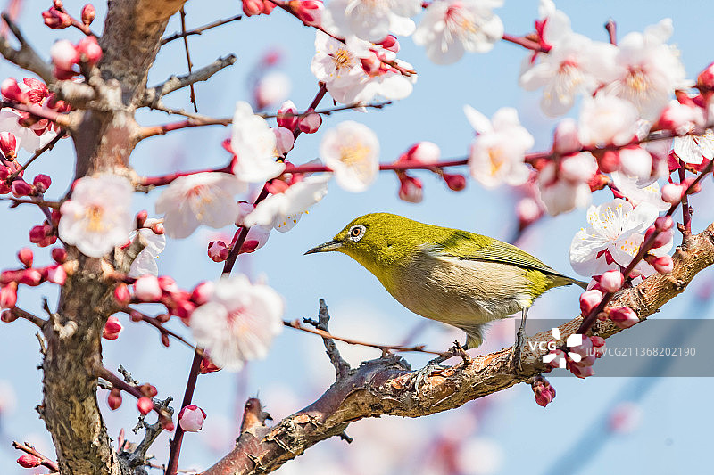 日本大阪，鸟鸣鸟栖息在白色背景的树上的特写图片素材